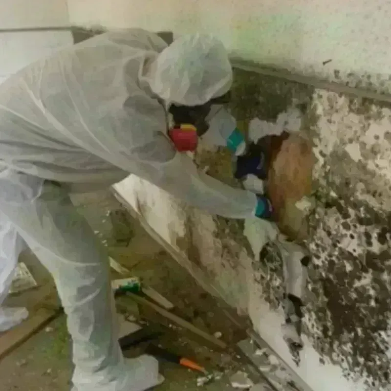 Mold Remediation and Removal in Potomac, MD